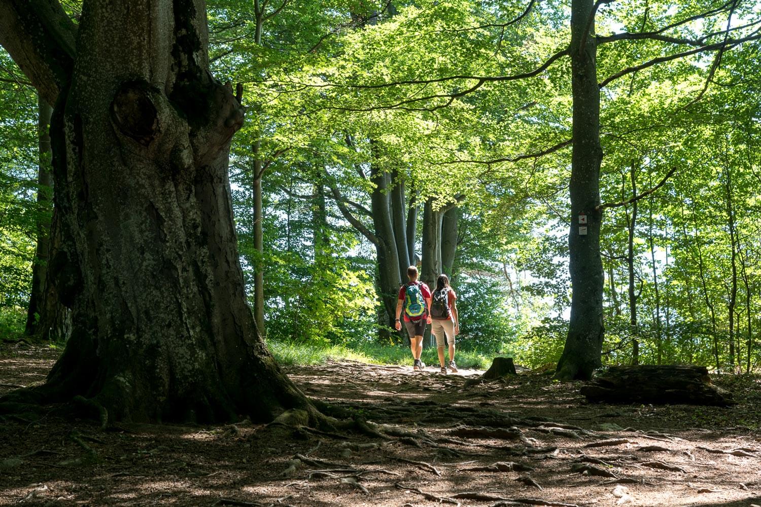 Schwäbische Alb_Wandern durch den Wald