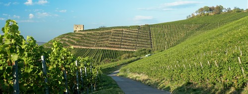Steillage Stettener Brotwasser mit Y-Burg im Remstal Württemberg 