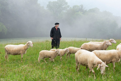 Auf einer Wiese steht ein Schäfer in einem schwarzen Mantel und viele Schafe.