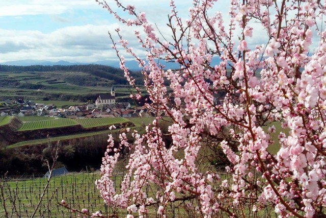 Ausblick über die Landschaft des Kaiserstuhls. Im Vordergrund blüht ein Baum mit rosa Mandelblüten.