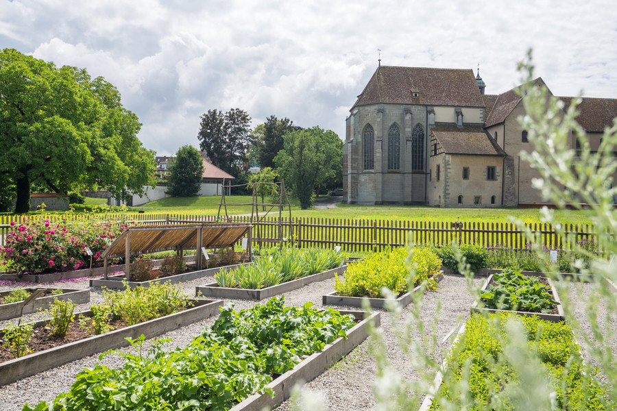 Der Klostergarten mit unterschiedlichen Pflanzbeeten in denen verschiedene Kräuter angebaut werden. Im Hintergrund stehen große Bäume und das Kloster Reichenau.