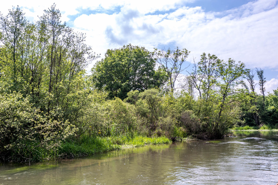 Fluss mit vielen Bäumen und Büschen am Ufer.