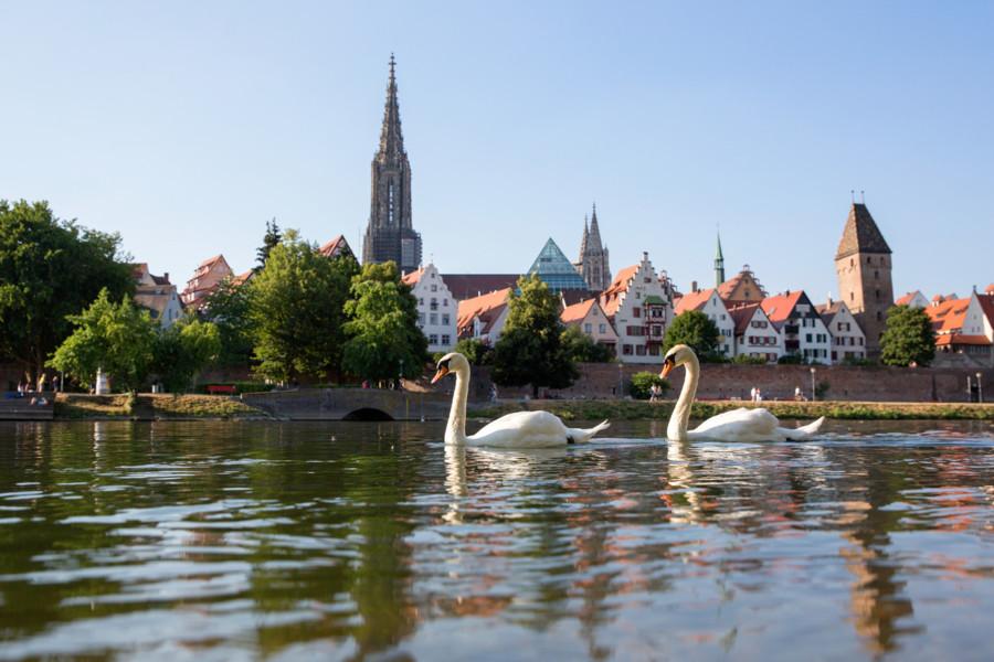 Zwei Schwäne schwimmen auf einem Fluss, im Hintergrund eine Altstadt