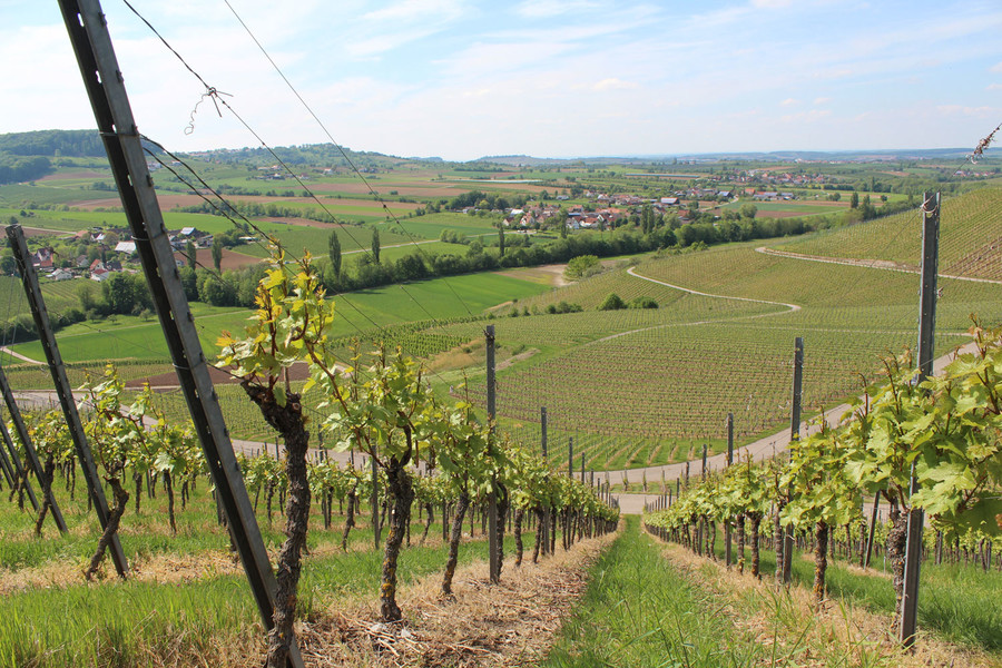 In der Weinregion Hohenlohe prägen Weinberge und Streuobstwiesen die Landschaft.