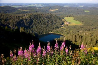Panoramablick über den Schwarzwald auf den Feldbergsee | © Mende