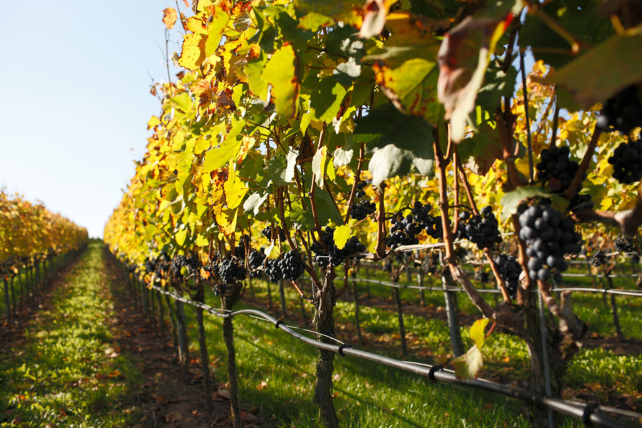 Aromareiche Rebsorten und schonende Vakuumdestillation verleihen alkoholfreien Weinen aus Baden und Württemberg ihren Geschmack.