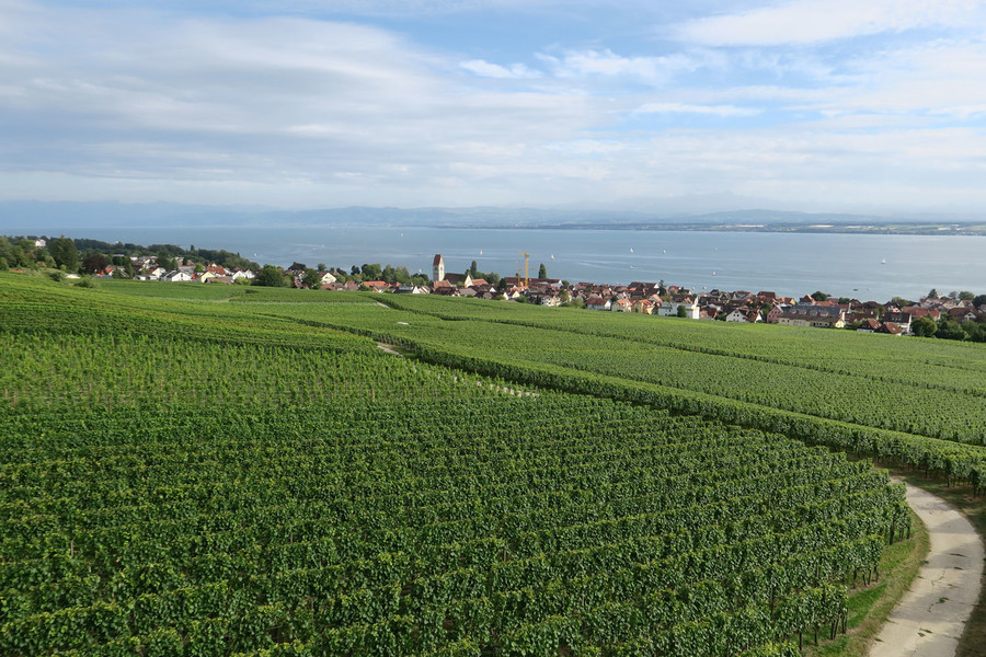 Von den Weinhängen am Württembergischen Bodensee hat man einen herrlichen Blick.