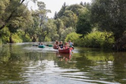 Vier Kanus mit jeweils zwei Personen paddeln auf einem Fluss
