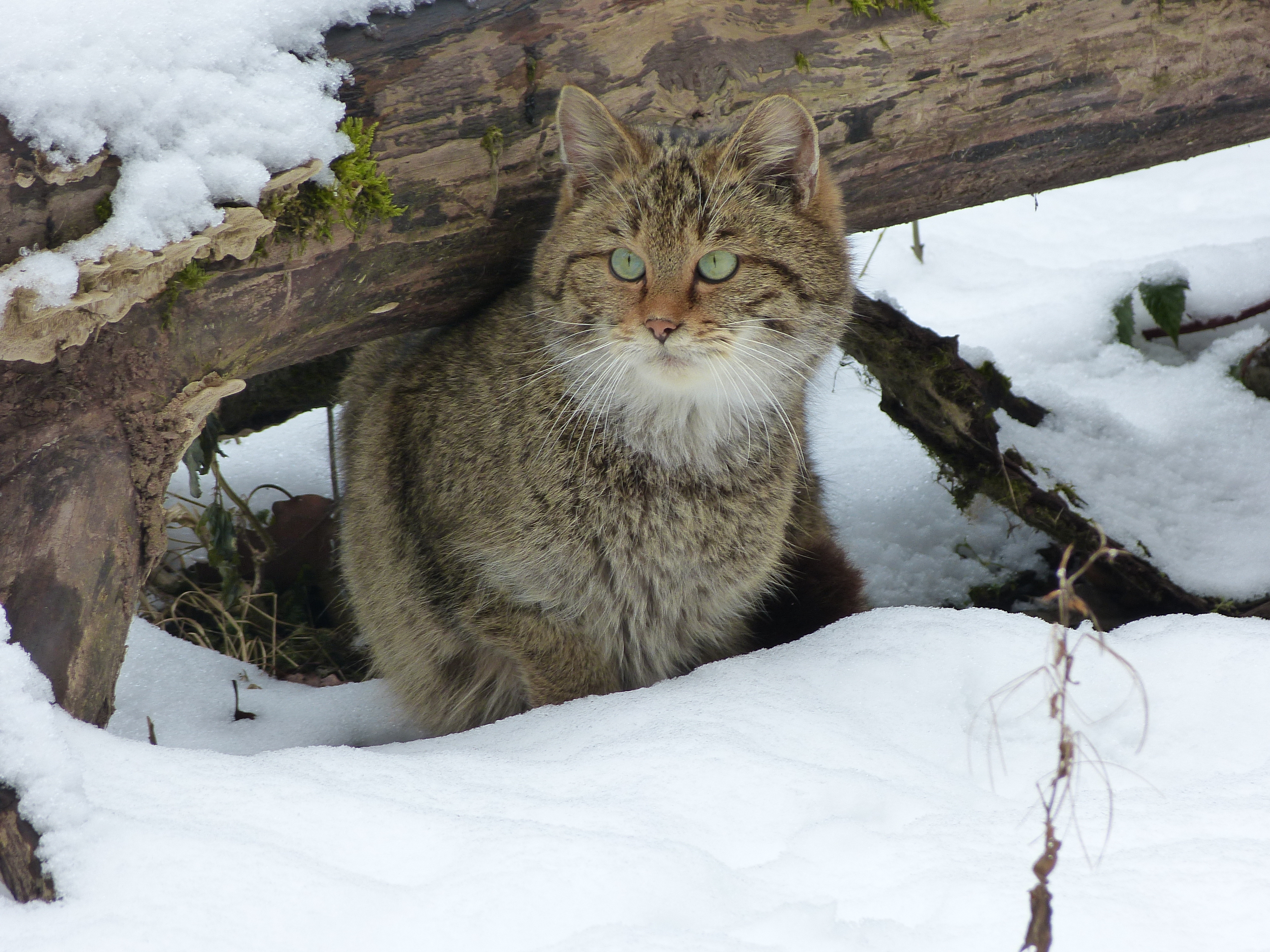 Stromberg-Heuchelberg, Wildkatze im Schnee (2)