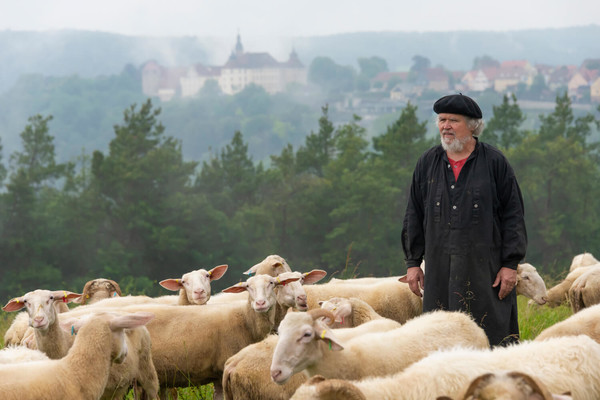 Norbert Fischer und seine Schafherde