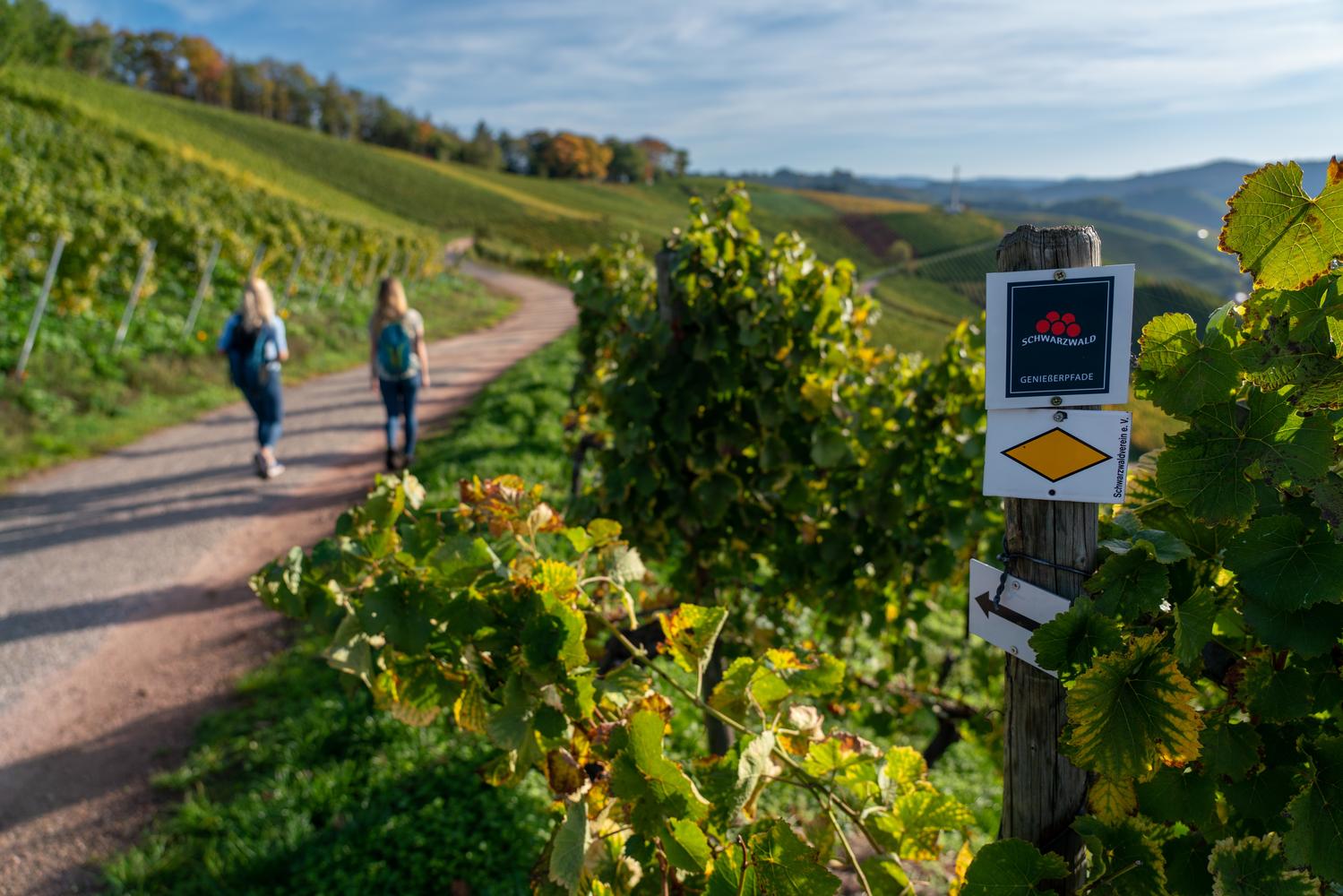 Der Genießerpfad Durbacher Weinpanorama ist ein ausgezeichneter Premiumwanderweg.