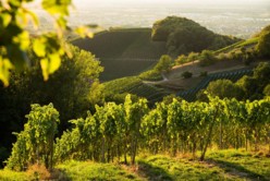 Die Weinregion Ortenau zieht mit ihren idyllische Weinlagen Gäste in ihren Bann.