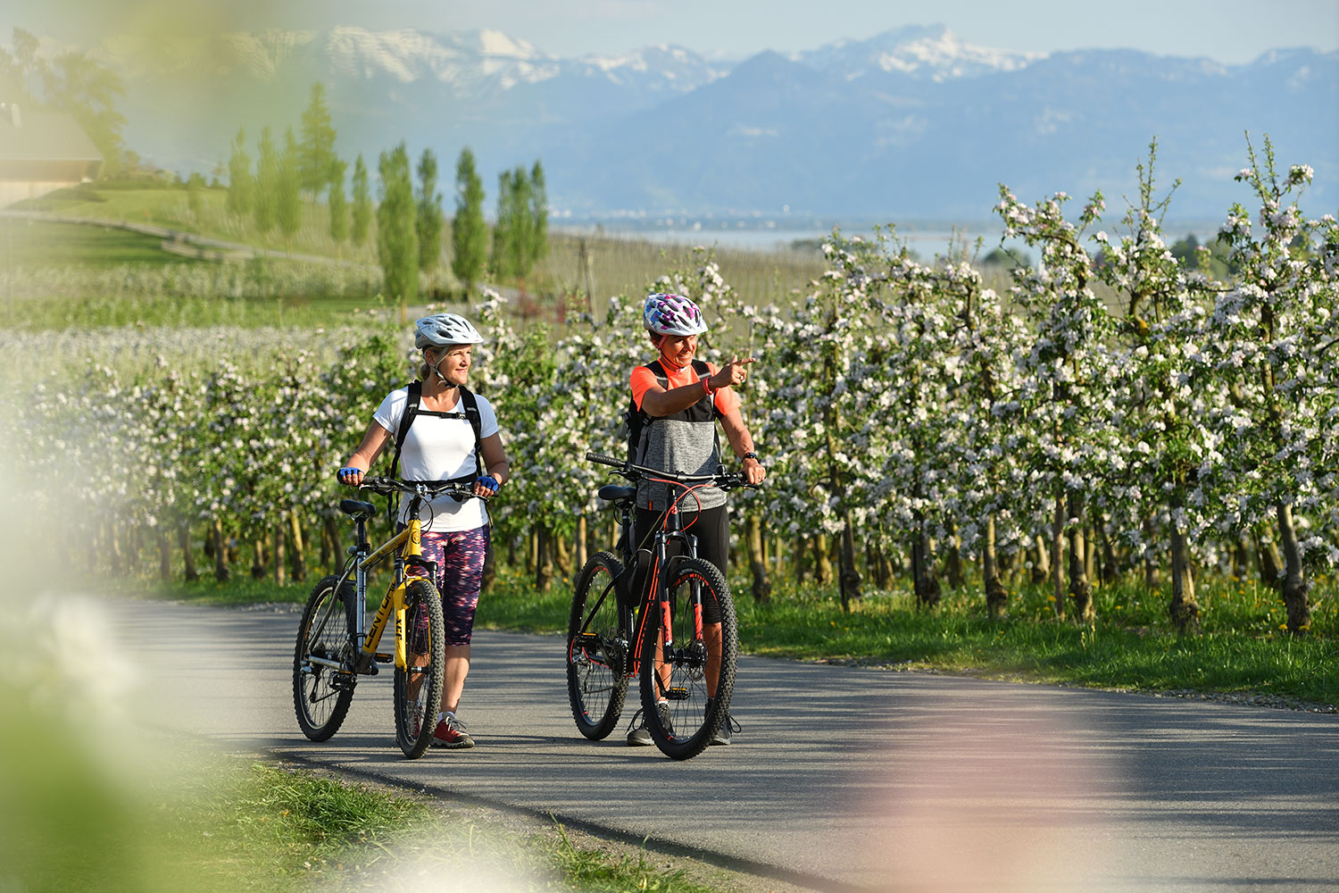 Zwei Personen schieben ihr Fahrrad neben sich her. Sie laufen auf einem Weg der durch die blühenden Apfelbäume führt.