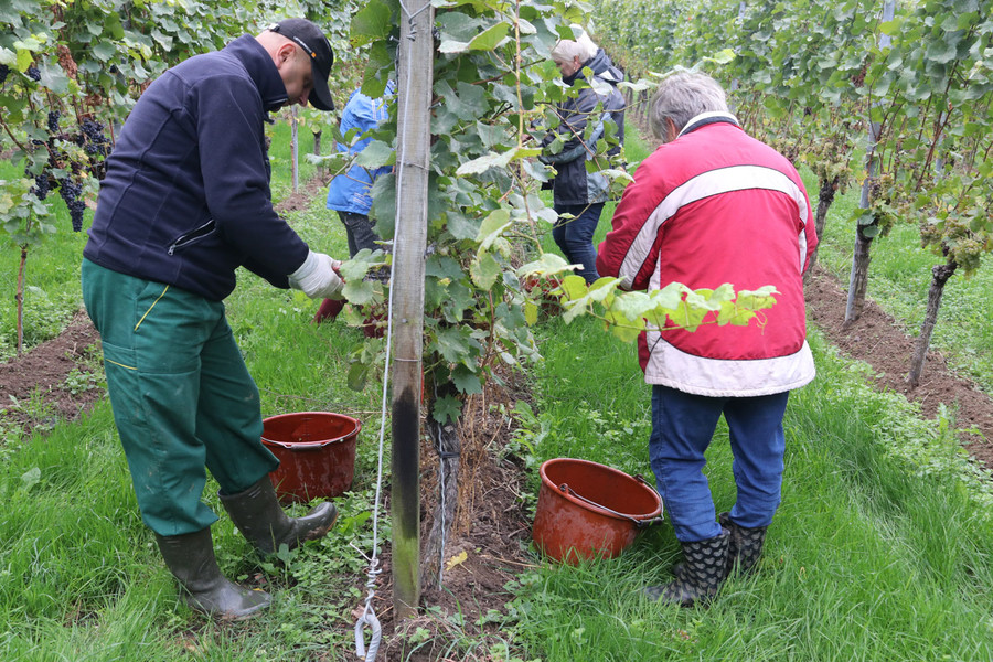 Erntehelfer stehen im Weinberg sind dabei die reifen Trauben zu ernten.