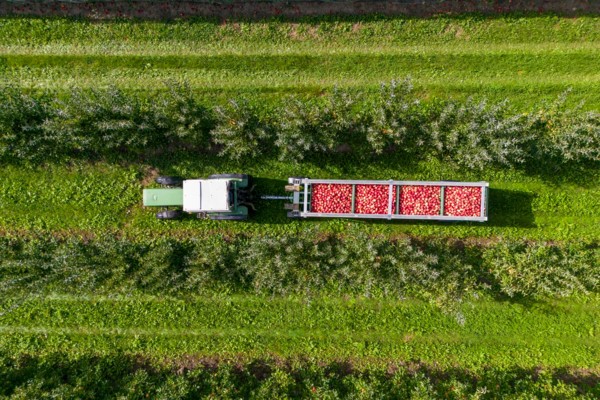 Drohnenaufnahme eines Traktors mit einem Anhänger voller Äpfel, der über eine Apfelplantage fährt.