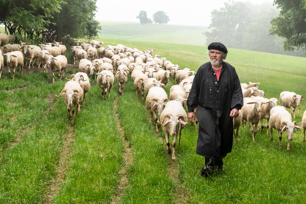 Langenburger Schafskäserei