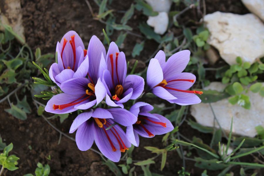 Nahaufnahme einiger lilafarbenen Safranblüten auf der Schwäbischen Alb