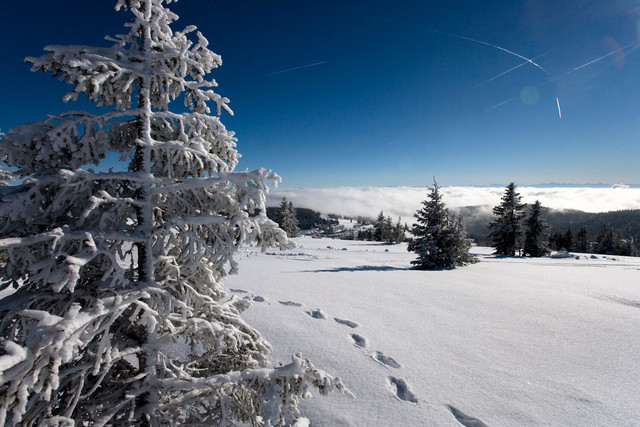 Schwarzwald Winter Idylle