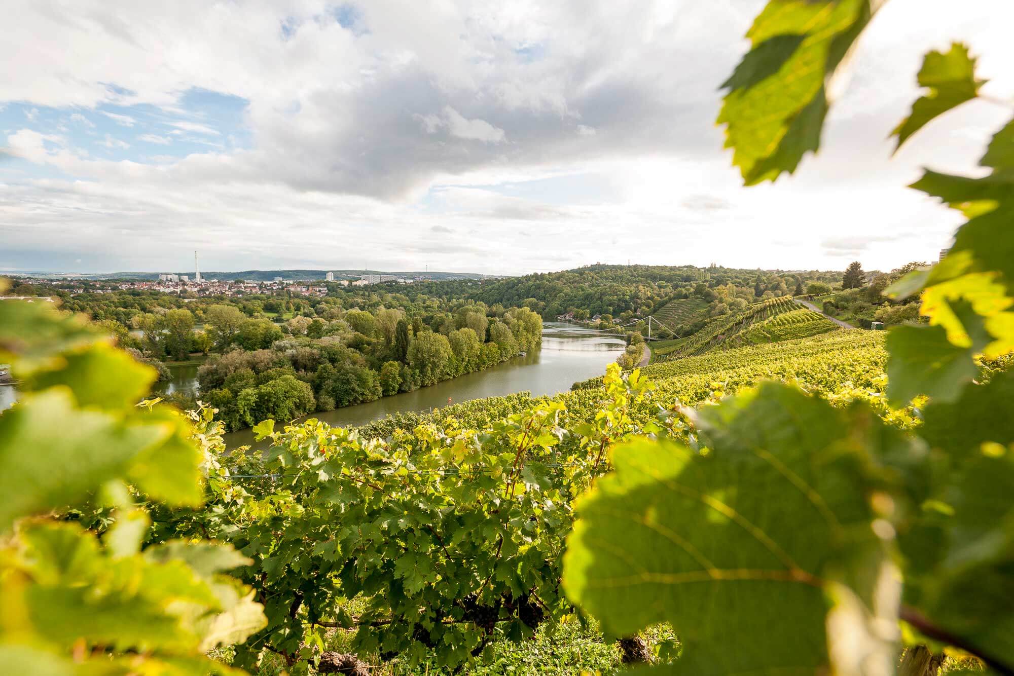 Ausblick über die Stuttgarter Steillagen an denen wein angebaut wird. Im Tal fließt der Neckar.