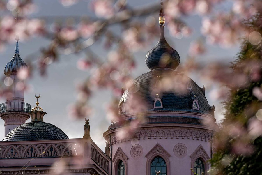 Das Naturschauspiel der Schwetzinger Kirschblüte inspiriert Gäste verschiedene Blickwinkel einzunehmen, z.B. auf die Rote Moschee.