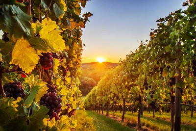 Heilbronner Land_Wein und Sonne