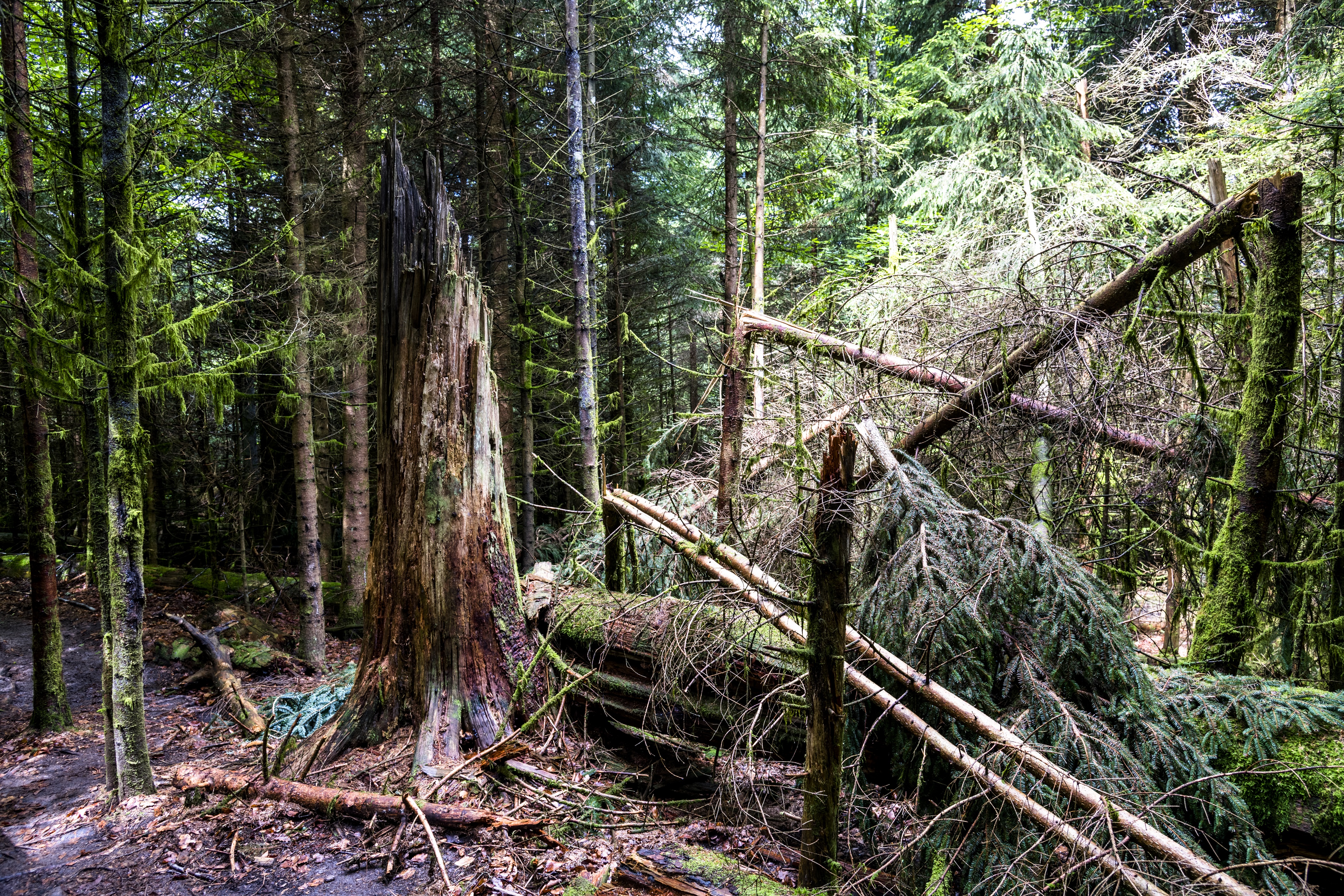 Nationalpark Schwarzwald, umgestürzter Baum