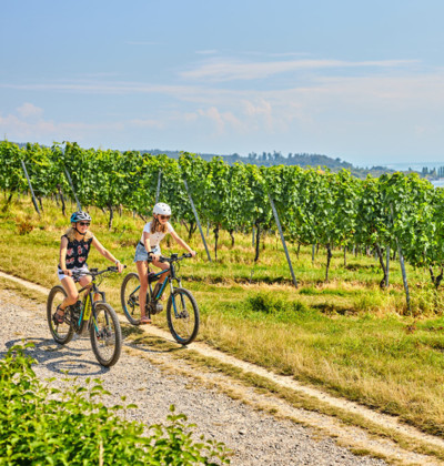 Zwei fahrradfahrende Personen radeln auf einem Weg neben Weinbergreben entlang.