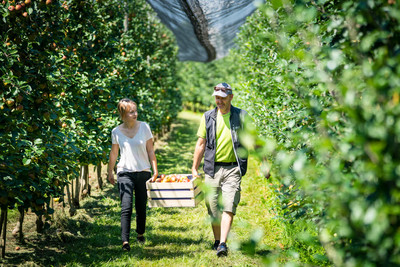 Ein Mann und eine Frau tragen zusammen eine Kiste mit geernteten Äpfeln durch die Reihen der Apfelbäume.
