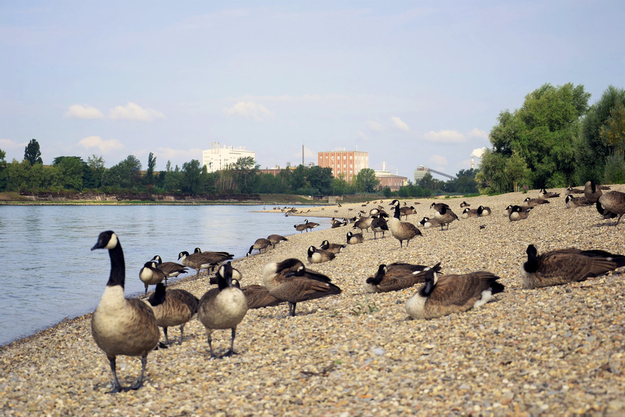 Am Rheinufer der Mannheimer Reißinsel sind viele Enten.