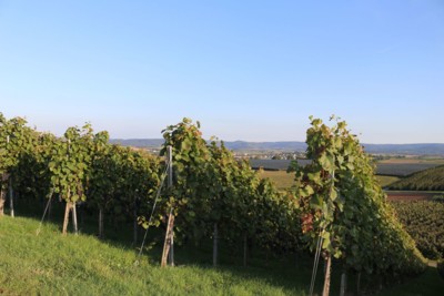 Die Weinregion Hohenlohe gehört zur Weinregion Württemberg, der viertgrößten Weinregion Deutschlands. |© Touristikgemeinschaft Hohenlohe