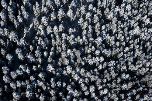 Black Forest in Winter
