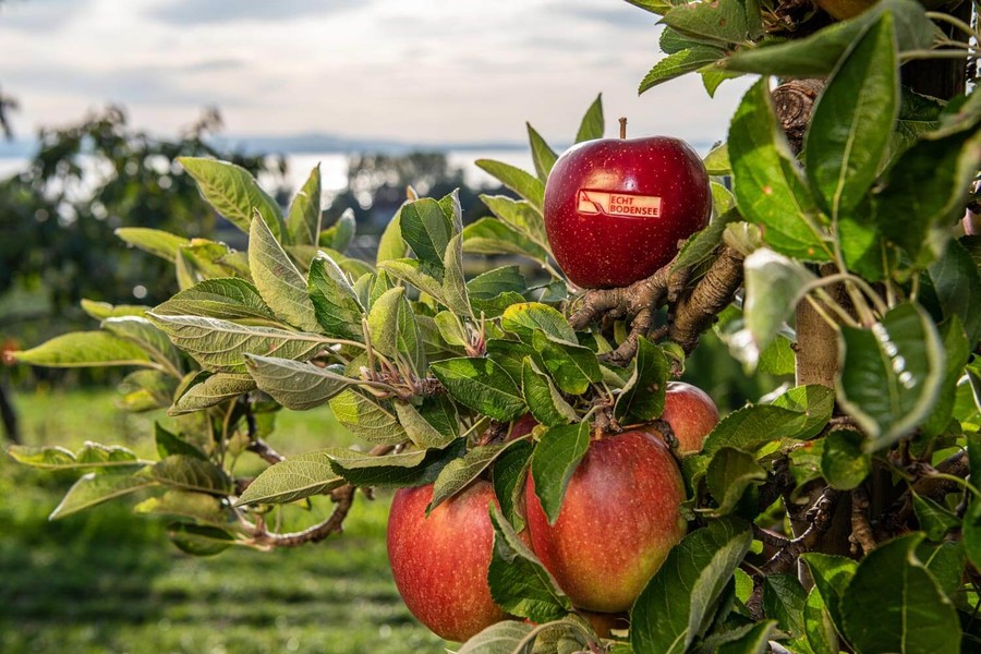 Bodensee-Äpfel haben eine lange Geschichte. | © Deutsche Bodensee Tourismus GmbH