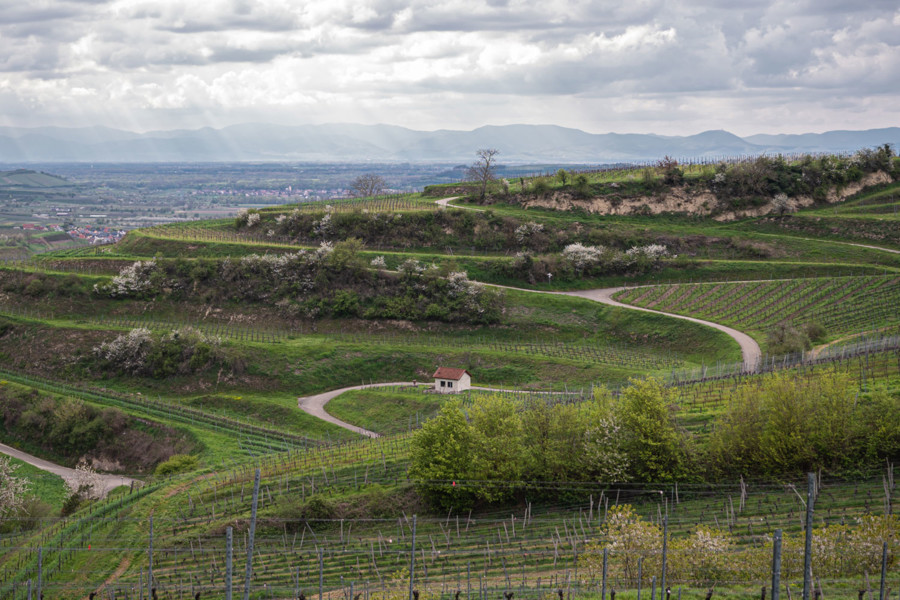 Blick über die Weinberge des Weinguts Knab in Endingen am sonnenverwöhnten Kaiserstuhl