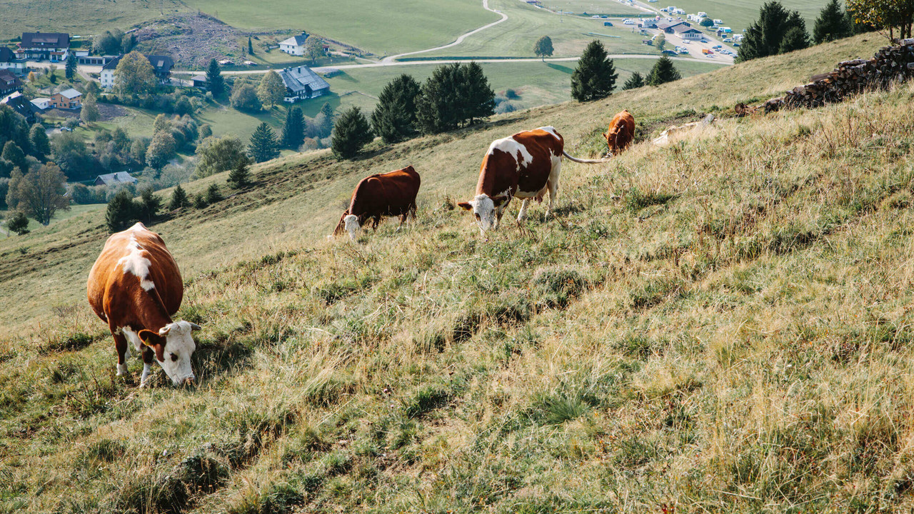 Einige Kühe grasen auf einer Wiese an einem Hang. Unterhalb des Hanges liegt eine Ortschaft.