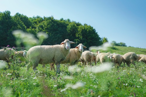 Schafe im Biosphärengebiet Schwäbische Alb