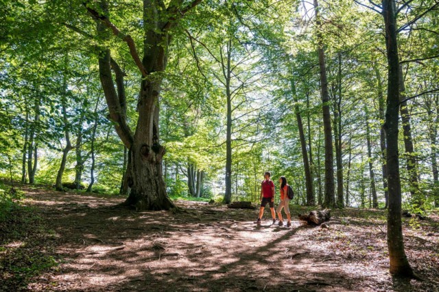 Zwei Menschen wandern durch einen hellen Laubwald am Albtrauf auf der Schwäbischen Alb.