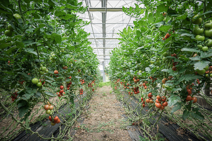 In einem Gewächshaus werden Tomaten angepflanzt.