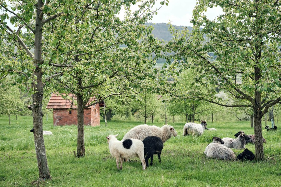 Unter Jörg Geigers Obstbäumen auf der Schwäbischen Alb sorgen Schafe für den richtigen Schnitt. 