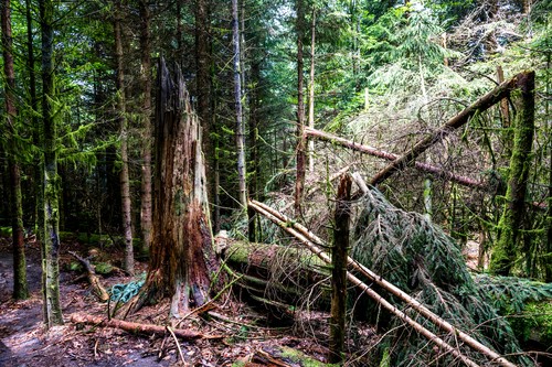 Nationalpark Schwarzwald, umgestürzter Baum