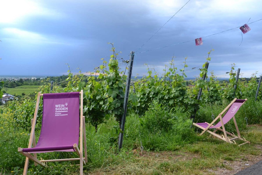 Neben einem Weinberg stehen zwei lila Liegestühle mit dem Weinsüden Logo darauf.