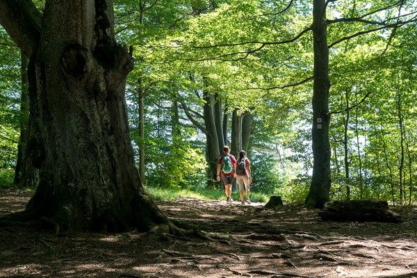 Zwei Wandernde auf dem Albsteig in einem Wald