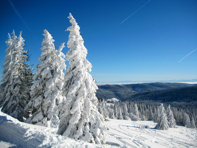 Schwarzwald Winter Bäume