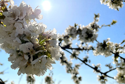 Nahaufnahme eines blühenden Obstzweiges mit weißen Blüten.