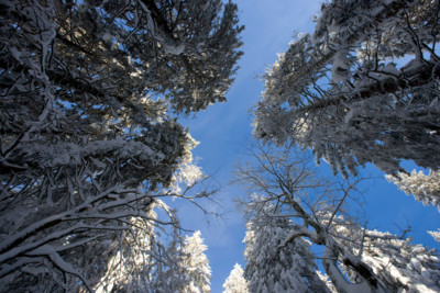 Blick in den Himmel durch verschneite Bäume im Schwarzwald