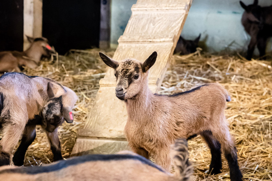 Mehrere kleine Ziegen stehen in einem Stroh-gefütterten Stall. Eine Baby-Ziege schaut zur Kamera.